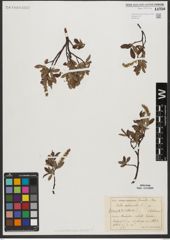 Foto von Salix waldsteiniana Willd.